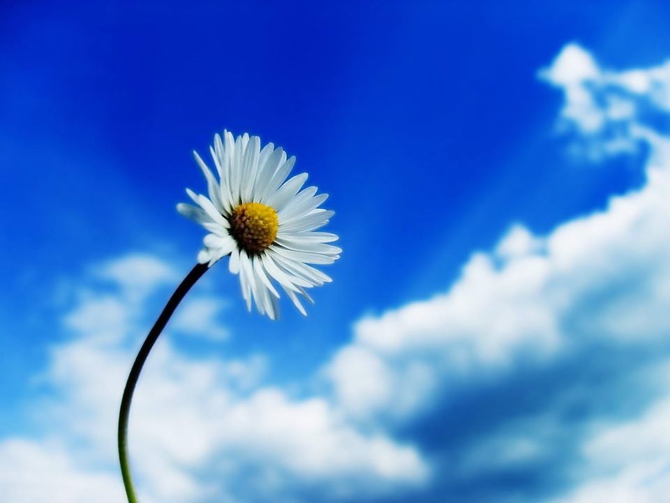 Flor margarida em primeiro plano, com céu azul ao fundo